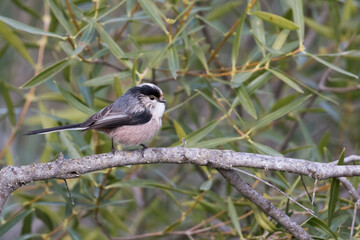 Fototapeta premium Long-tailed Tit, Aegithalos caudatus ssp. irbii