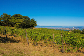 Fototapeta na wymiar Grapes growing in the late summer landscape near Scansano, Grosseto Province, Tuscany, Italy 