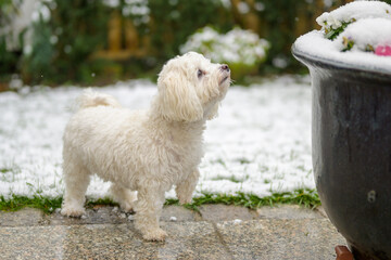Adorable little white Maltese Havanese dog