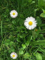 daisy flower in the grass