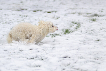 Little white Maltese Havanese mix dog frolicking