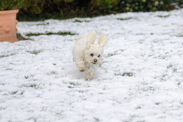 Energetic little Maltese Havanese mix white dog