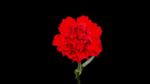Beautiful Time Lapse of Opening Carnation Flower Against a Black Background. 4K.