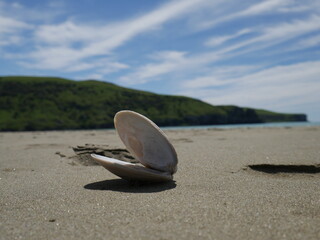 shell on the beach