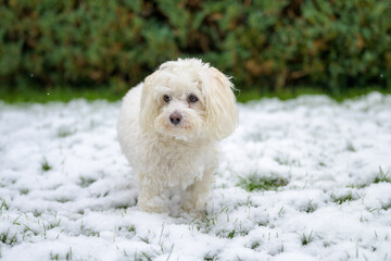 Thoughtful little dog standing in winter snow