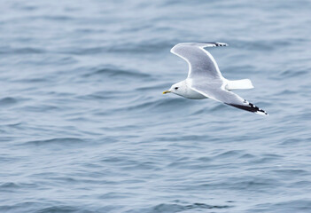 Fototapeta na wymiar Common Gull, Larus canus canus