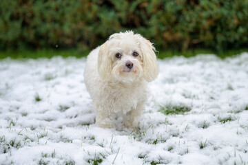 Thoughtful little dog standing in winter snow