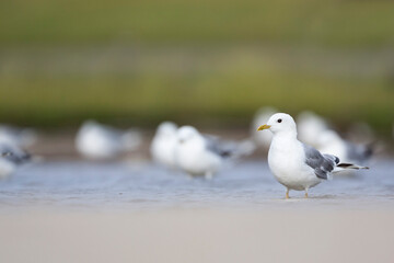 Mew Gull,  Larus canus ssp. canus