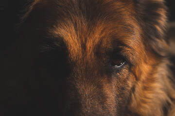 Old German Shepherd dog with beautiful eyes, half face in shadows, close-up portrait