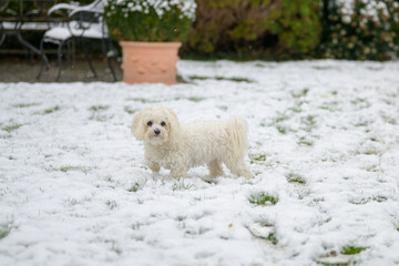 Little white Maltese Havanese dog enjoying winter
