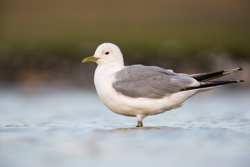 Common Gull, Larus canus canus