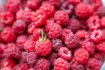 Harvest  red raspberry as background