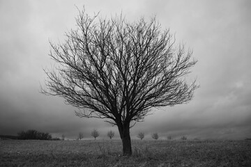 Monuental tree in the middle of big field in black and white.