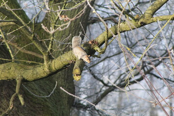 squirrel on tree