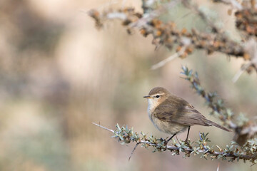 Mountain Chiffchaff, Phylloscopus sindianus ssp. sindianus