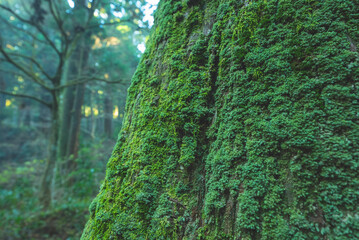 苔に覆われた杉の表面