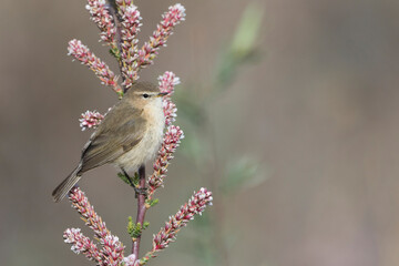 Mountain Chiffchaff, Phylloscopus sindianus sindianus