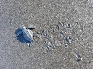 
baby turtle on the beach 1