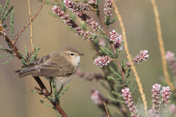 Mountain Chiffchaff, Phylloscopus sindianus sindianus