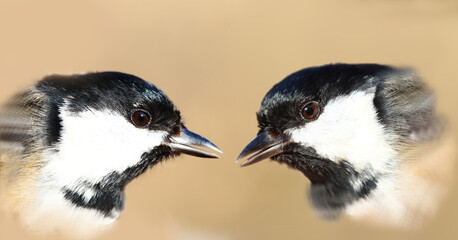 Couple coal tits sit opposite each other with open beaks. Portrait on a brown blurred background ...