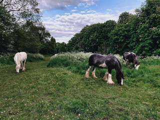 Horses in a green field in England with blue sky