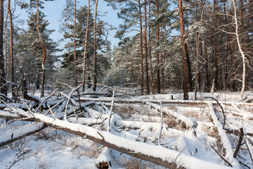 windbreak in a snowy winter forest