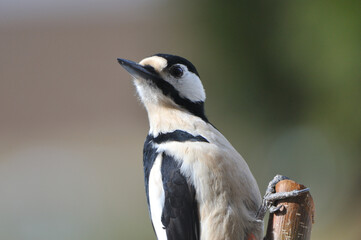 Buntspecht bei der Futtersuche	