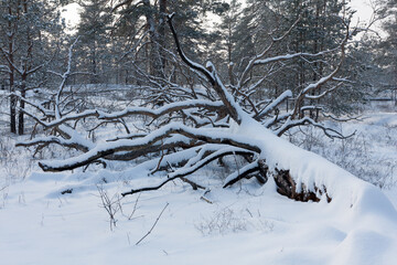 tree blown by the wind in winter forest