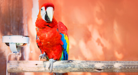 colourful parrot bird on wood log on red background