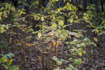 Tree seedlings bathing in golden hour sunlight. Picture from Scania county, southern Sweden