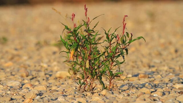 Water-pepper (Persicaria hydropiper) growing from the gravel of the banks of the Drava River