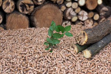 Young beech tree and beech pellets and wood