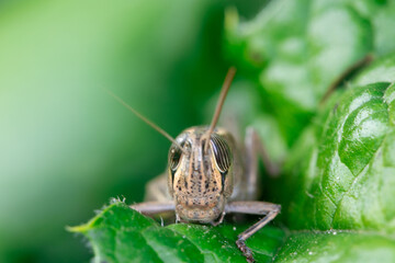 Head of Brown locust in the wild . Macro shot