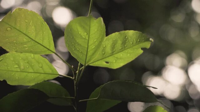 Foliage With Dewdrops With Blurry Forest In Background During Rainy Day At Marang Trail, Park In Singapore. - Close Up