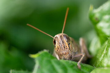 Head of Brown locust in the wild . Macro shot