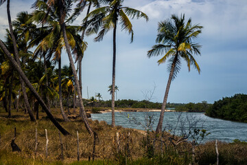 beach with trees and sea