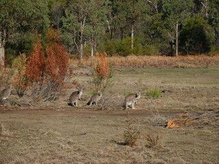 wild kangaroos