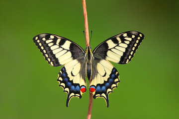 Old World Swallowtail, Papilio machaon