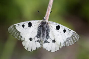 Clouded Apollo, Parnassius mnemosyne
