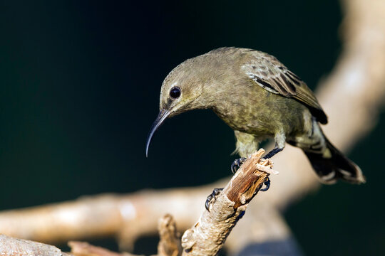 Palestine Sunbird, Cinnyris osea ssp. osea