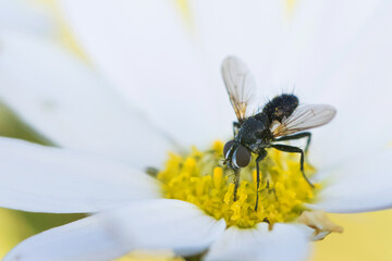 Phania funesta