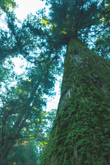 苔に覆われた杉の木