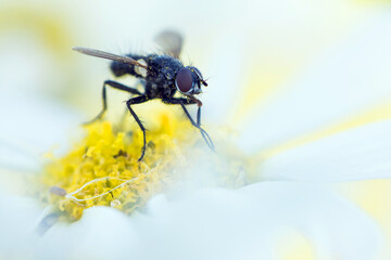 Phania funesta