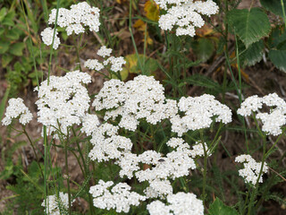 Achillea millefolium - Achillées millefeuilles à fleurs blanches en corymbes aplaties au sommet...