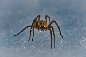 Nahaufnahme Makroaufnahme einer Spinne im Schnee auf einer Schneedecke 
