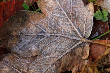 Herbstblätter mit Reif bedeckt. Friedrichroda, Thüringen, Deutschland  --  
Autumn leaves covered with frost. Friedrichroda, Thuringia, Germany