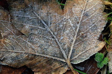 Herbstblätter mit Reif bedeckt. Friedrichroda, Thüringen, Deutschland  --  
Autumn leaves covered with frost. Friedrichroda, Thuringia, Germany