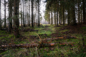 Spruce tree forest with a few tree trunks laying spread on the forest floor after being cut down