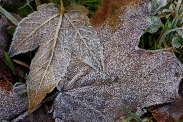 Herbstblätter mit Reif bedeckt. Friedrichroda, Thüringen, Deutschland  --  
Autumn leaves covered with frost. Friedrichroda, Thuringia, Germany