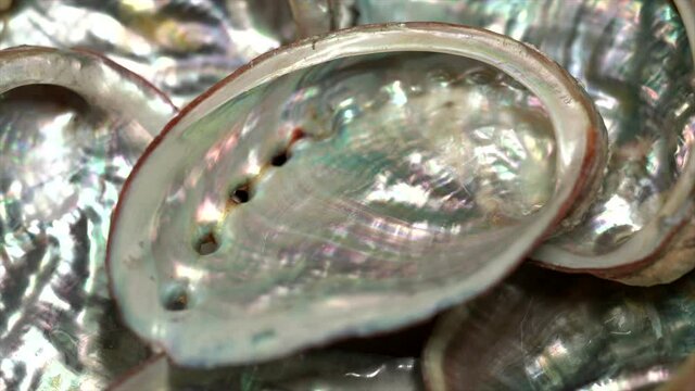Raw Texture Of Small Abalone Shell